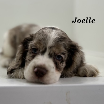 puppy, for, sale, Cocker Spaniel, Joe & Cherri  Overlease, dog, breeder, Miller, MO, dog-breeder, puppy-for-sale, forsale, nearby, find, puppyfind, locator, puppylocator, aca